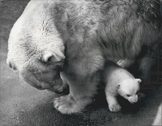 1971 Press Photo "Triplet" the Bear Cub Makes Debut At London Zoo - Historic Images