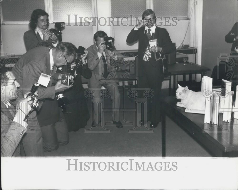 1975 Press Photo Arthur The Television Cat Published - Historic Images