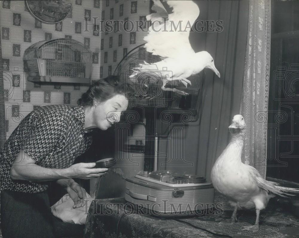 Press Photo Sammy seagull Found With Broken Wing Nursed to Health-Violet Thorner - Historic Images