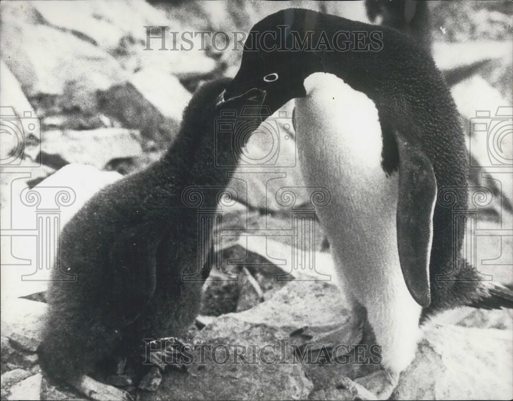 Press Photo Penguins, Forbush and the Penguins, Frozen Hope Bay, Antarctica - Historic Images