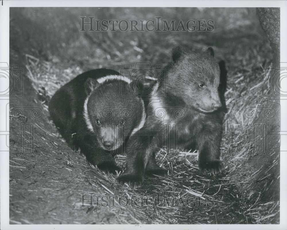 Press Photo Bronx Zoo's two Kodiak bear cubs explore - Historic Images