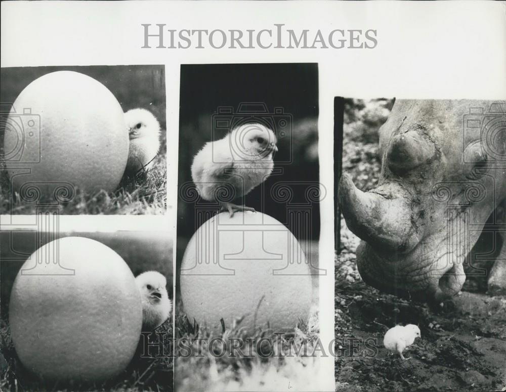 Press Photo Young Chicken Cotawold Wild Life Park Burtford Oxford Rhinoceros - Historic Images