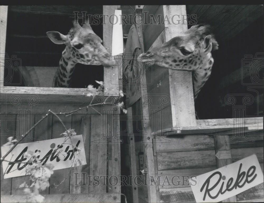 1957 Press Photo New Giraffes Arrive At Berlin Zoo - Historic Images