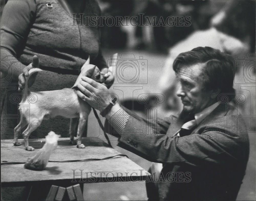 1979 Press Photo Crufts dog show at Earls court - Historic Images