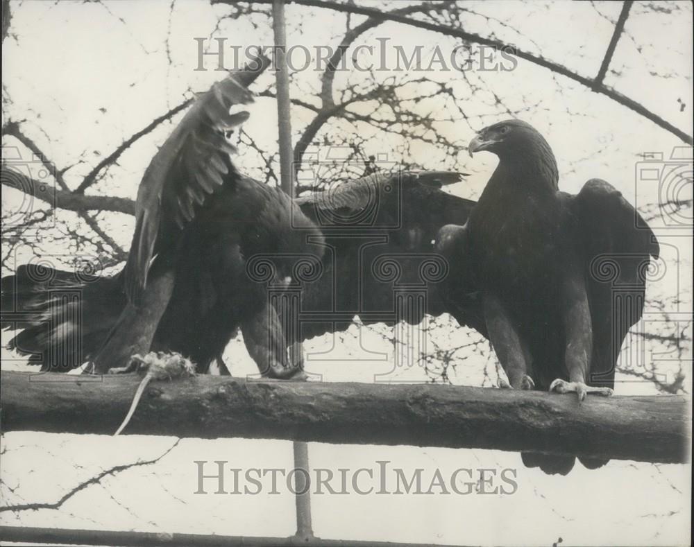 1965 Press Photo Goldie London Zoo Golden Eagle Captured After Escape Regent&#39;s - Historic Images