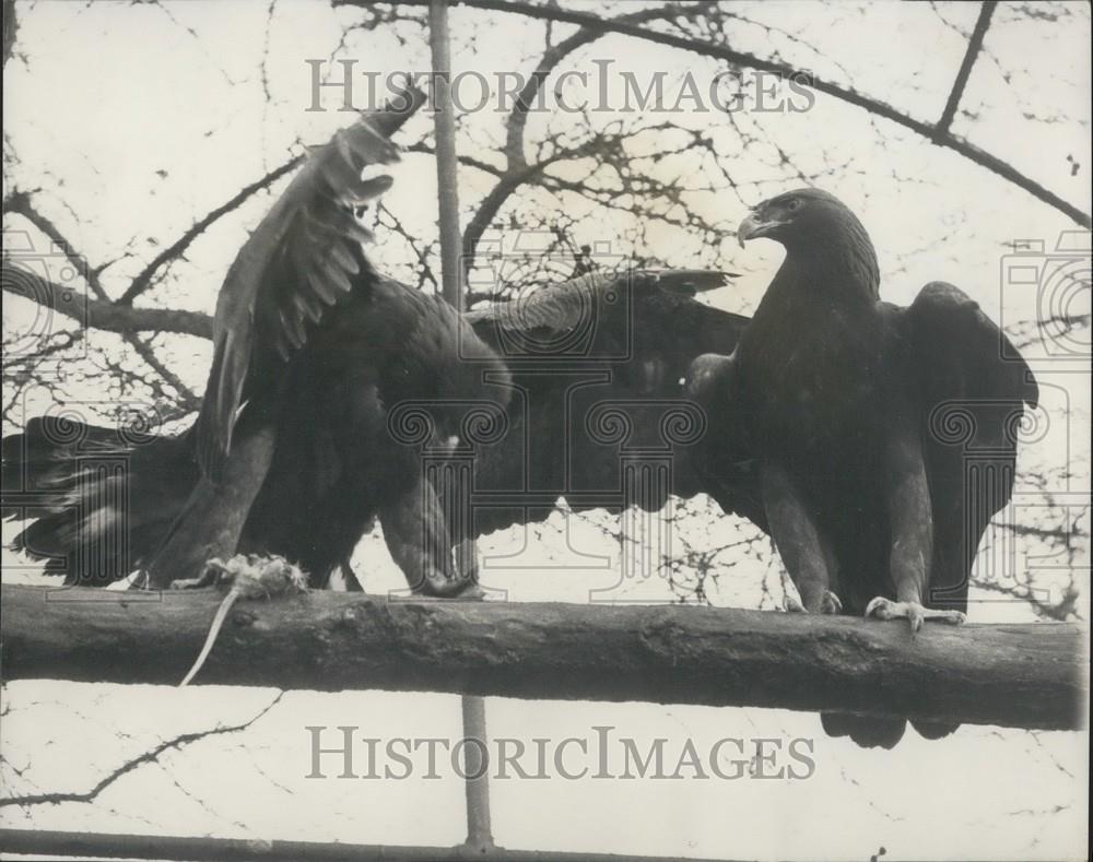 1965 Press Photo Goldie London Zoo Golden Eagle Captured After Escape Regent's - Historic Images