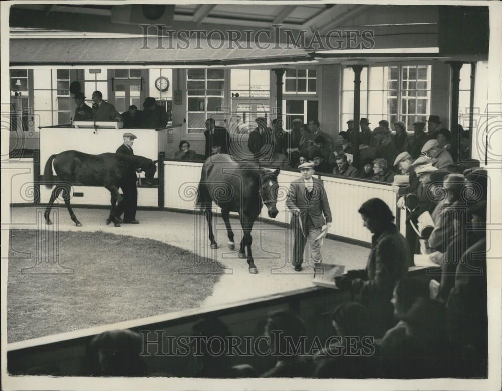 1955 Press Photo Opening of Newmarket Bloodstock Sales - Historic Images