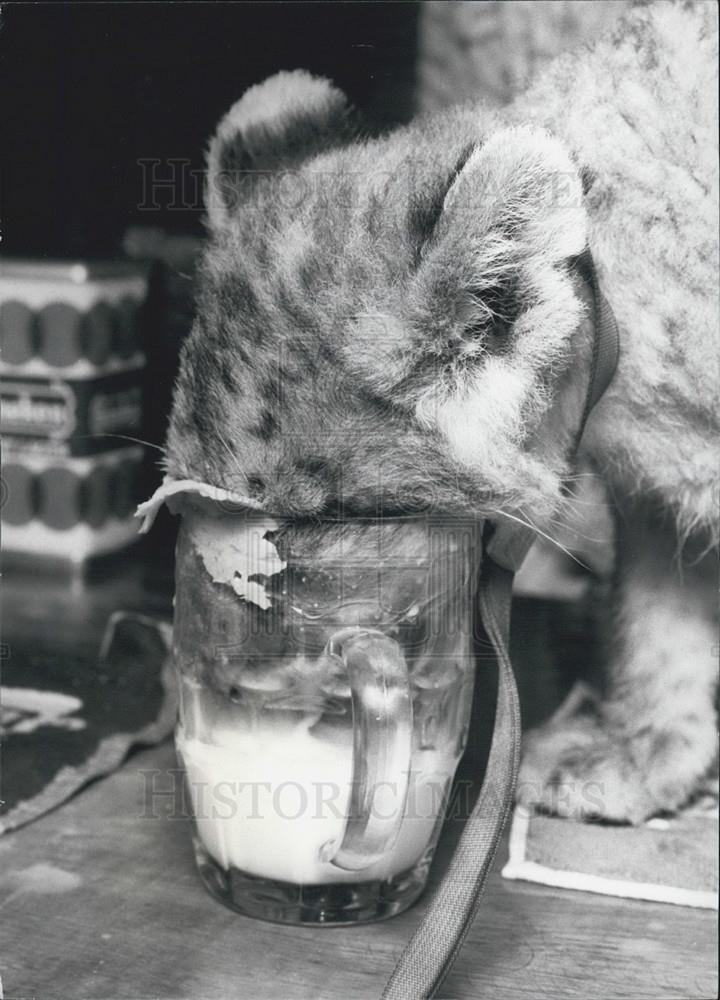 Press Photo Lion Cub Drinking Pint At The White Lion Pub - Historic Images