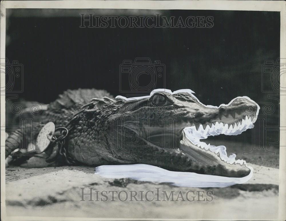 Press Photo Crocodile Escapes From Private Menagerie-&quot;Six Bells&quot; Middlesex-UK - Historic Images