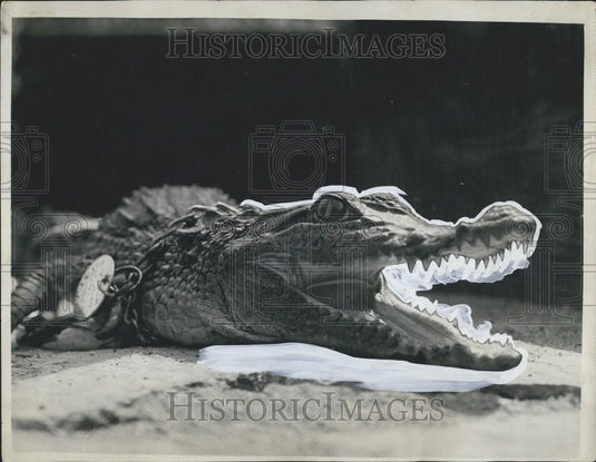Press Photo Crocodile Escapes From Private Menagerie-"Six Bells" Middlesex-UK - Historic Images