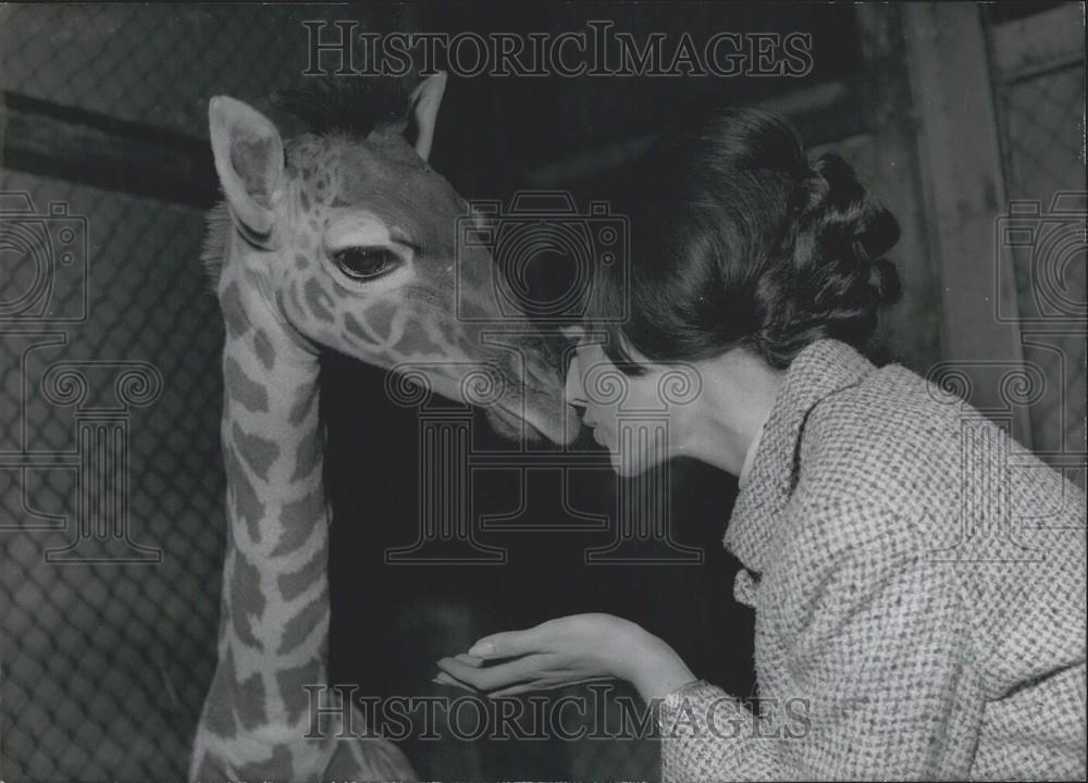 1965 Press Photo &quot;Simerl&quot; the three years old giraffe - Historic Images