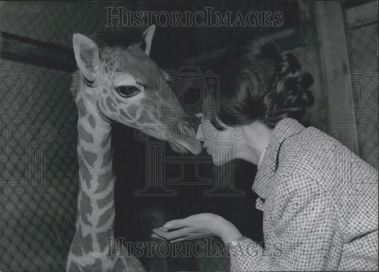 1965 Press Photo "Simerl" the three years old giraffe - Historic Images