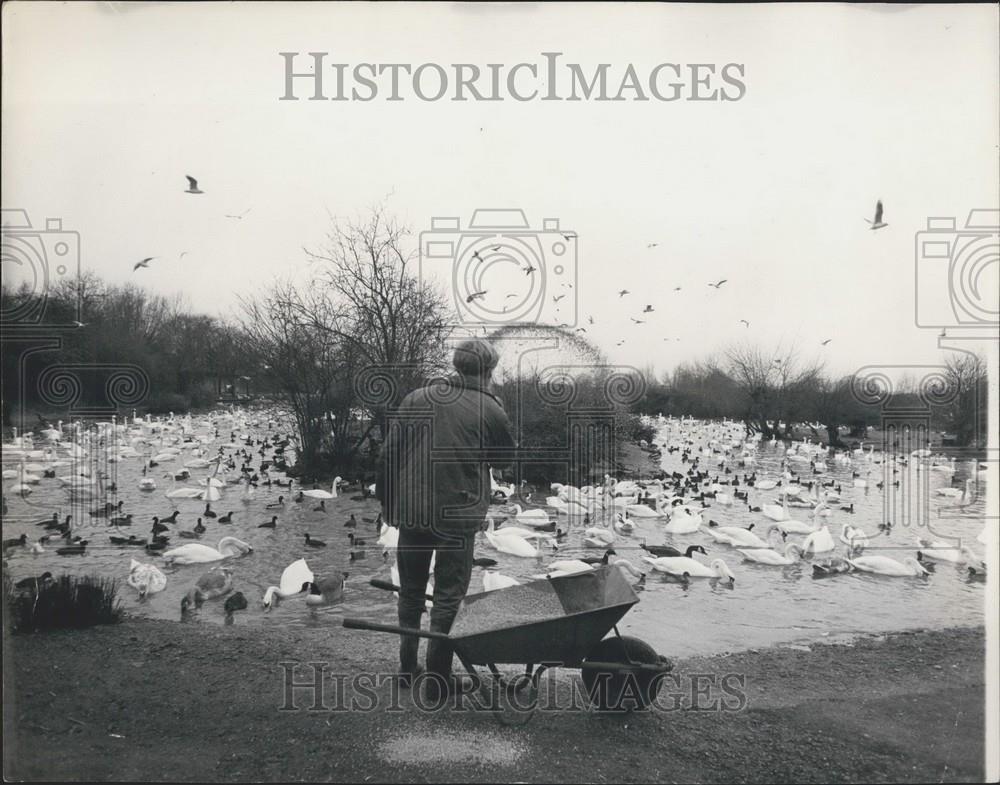 1970 Press Photo Feeding Time Wildfowl Sanctuary Slimbridge Gloucestershire - Historic Images