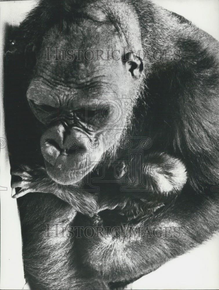 Press Photo Delilah Gently Cradles Her Baby Gorilla At The Bristol Zoo - Historic Images