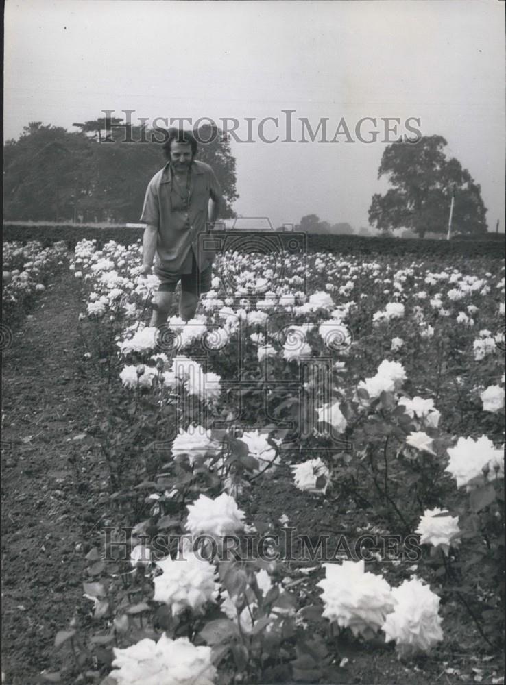 Press Photo famous rose grower Harry Wheatcraft - Historic Images