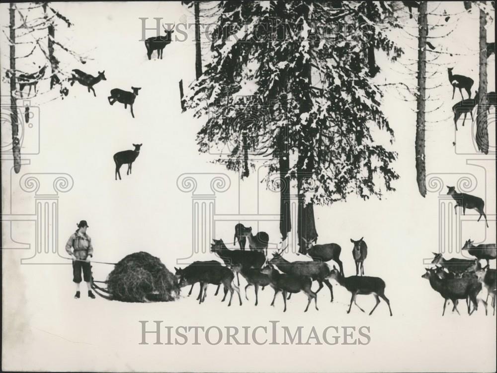 1955 Press Photo Game looking for protection by human beings - Historic Images