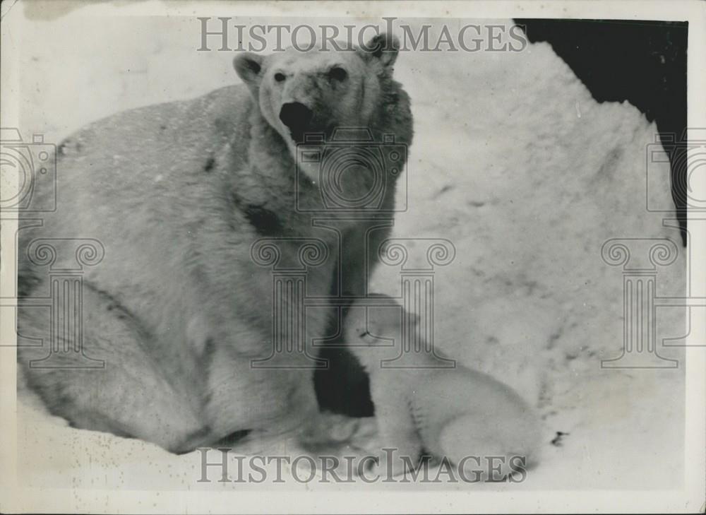 Press Photo Mother Polar Bear With Cub Stockholm Zoo - Historic Images