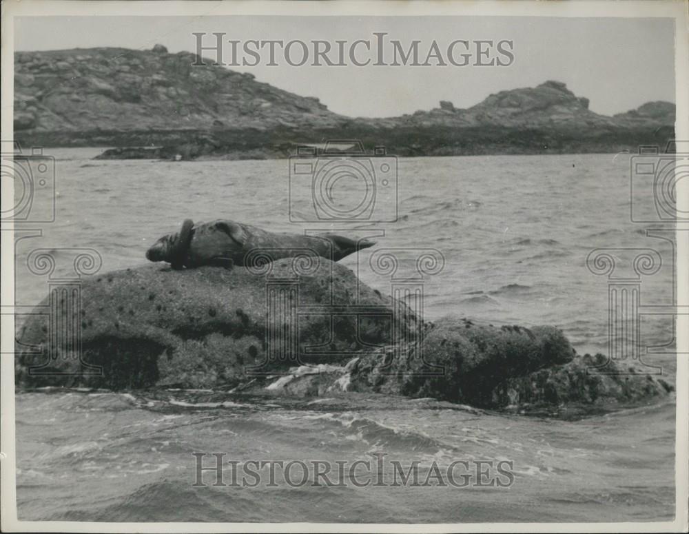 1954 Press Photo Seal, Tire, Royal Society Prevention of Cruelty to Animals - Historic Images