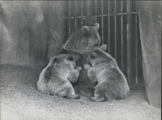1961 Press Photo Vincennes Zoo Bear Cubs Jump On Mother - Historic Images