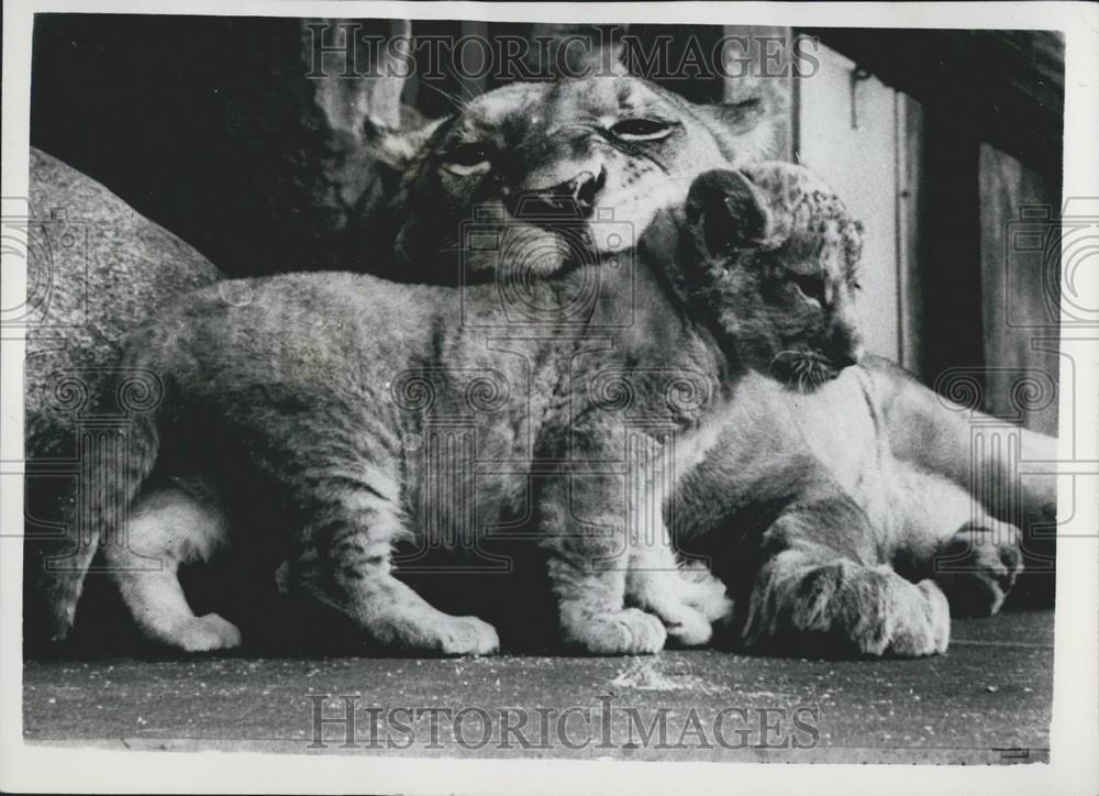 1958 Press Photo Lioness RUMO With Cub Copenhagen Zoo - Historic Images