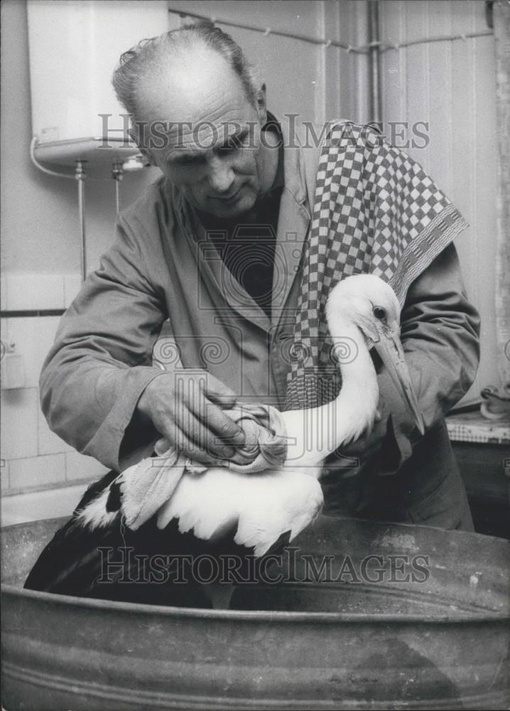 1966 Press Photo of Erich Nuchter cleaning a stork at Langen bird sanctuary - Historic Images