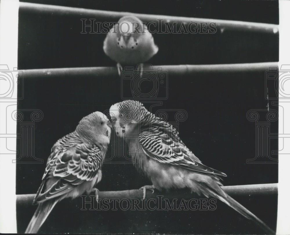 Press Photo Two Budgerigars As Another Looks On - Historic Images