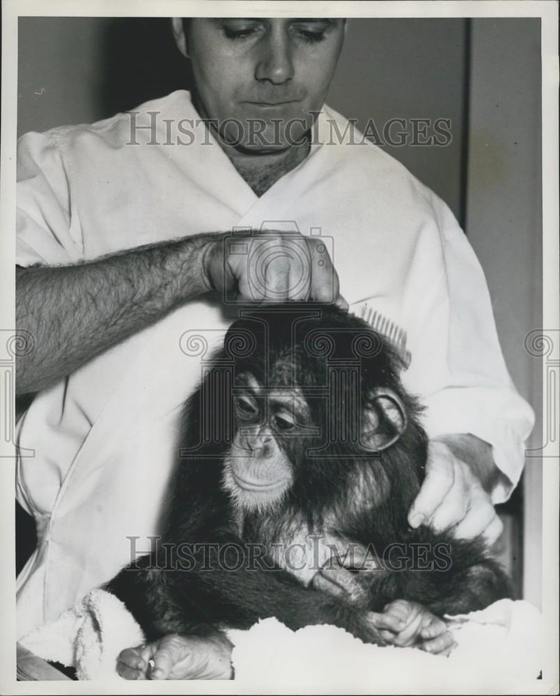 Press Photo Hospital Attendant James Coder Calms Down the Chimp - Historic Images