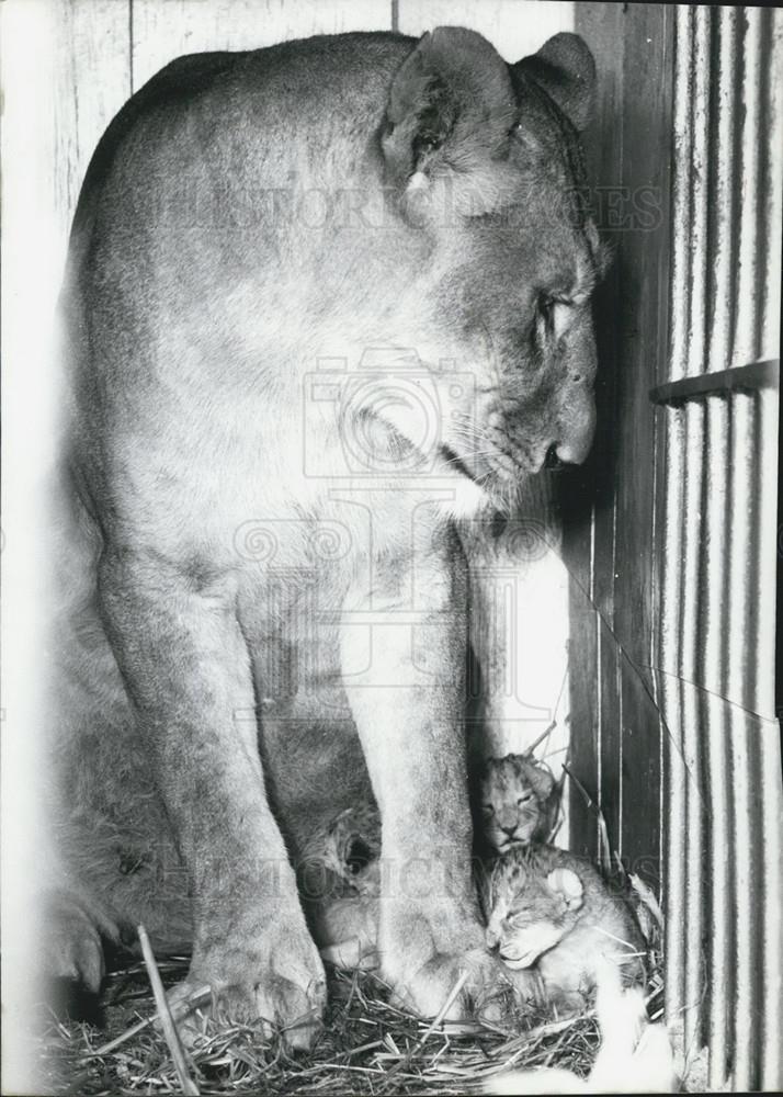 1960 Press Photo Lion-Cub Triplets born in Hamburg at Circus Busch - Historic Images