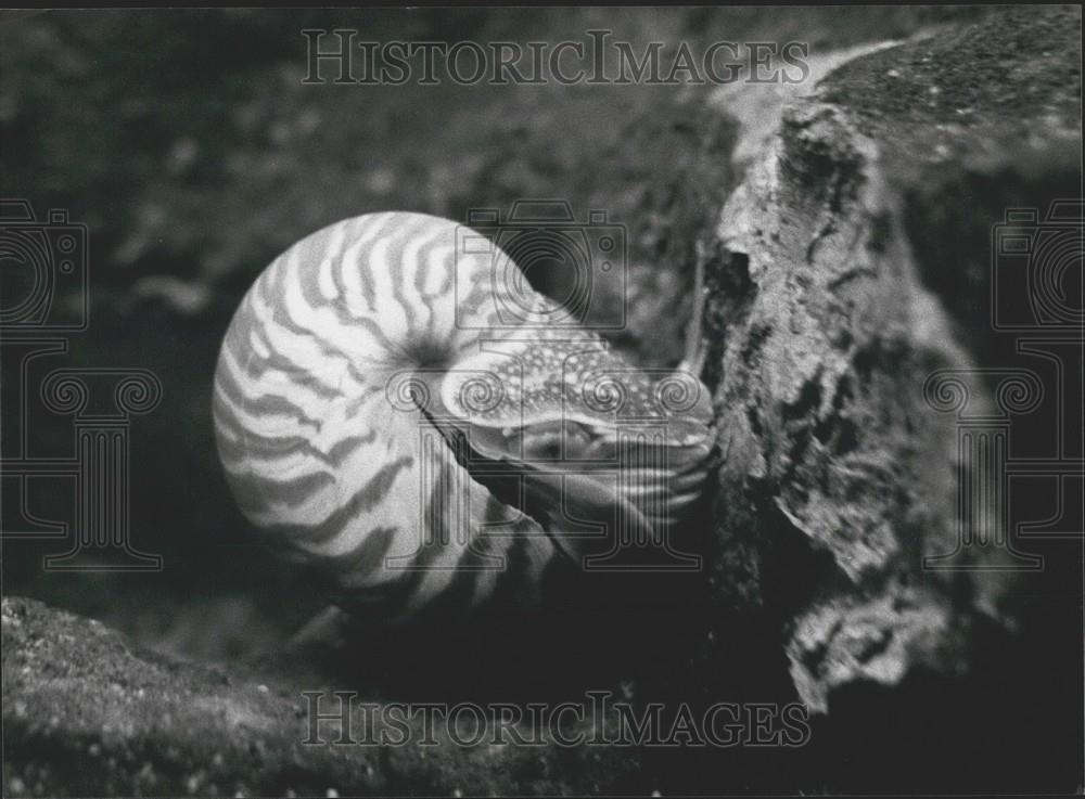 1983 Press Photo Nautilus pompilius On Display At Basle Zoo - Historic Images