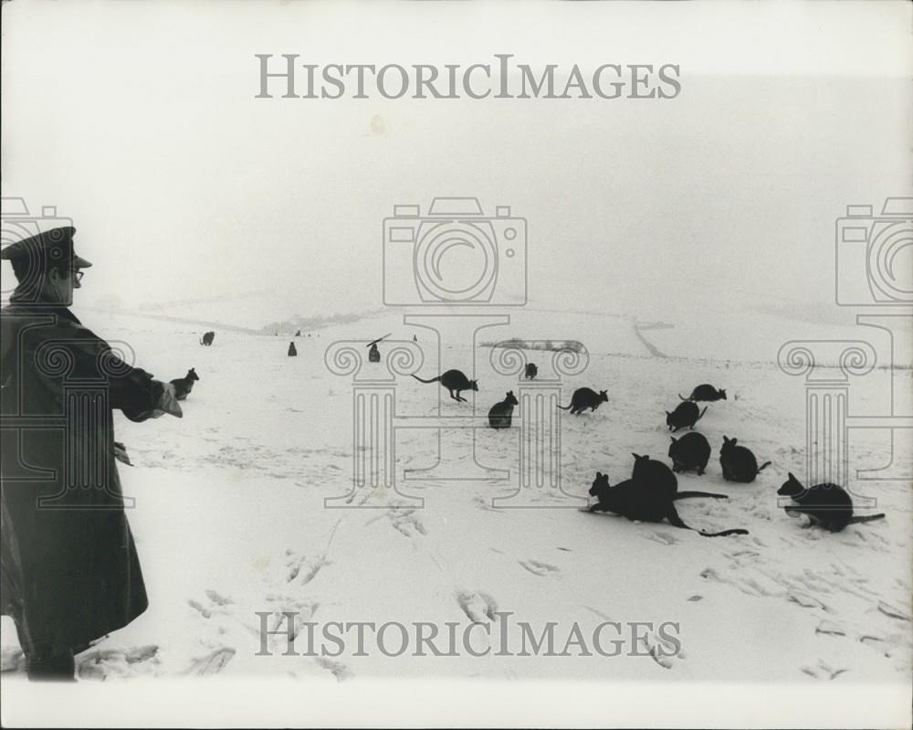 1969 Press Photo Wallabies In The Snow At Whipsnade Zoo - Historic Images