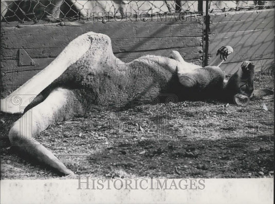 1955 Press Photo Kangaroo Lies In Sun Zoo - Historic Images