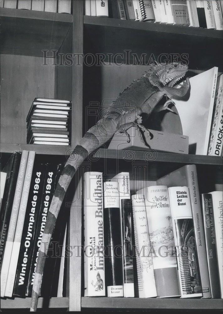 1971 Press Photo Leguan Iguana Bookshelf Book Shop Berlin Germany - Historic Images