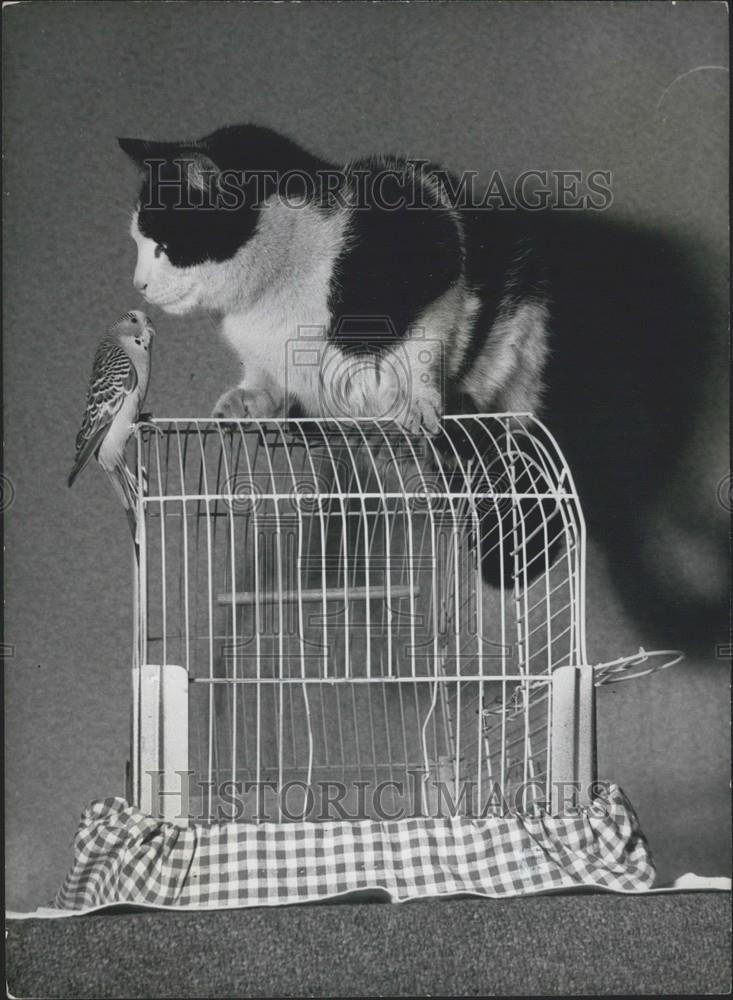 Press Photo Jerry The Canary And Fluffy Are Close Friends London - Historic Images