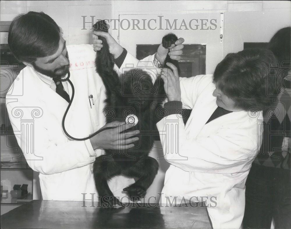 1979 Press Photo London Zoo&#39;s baby Gorilla, Saul - Historic Images