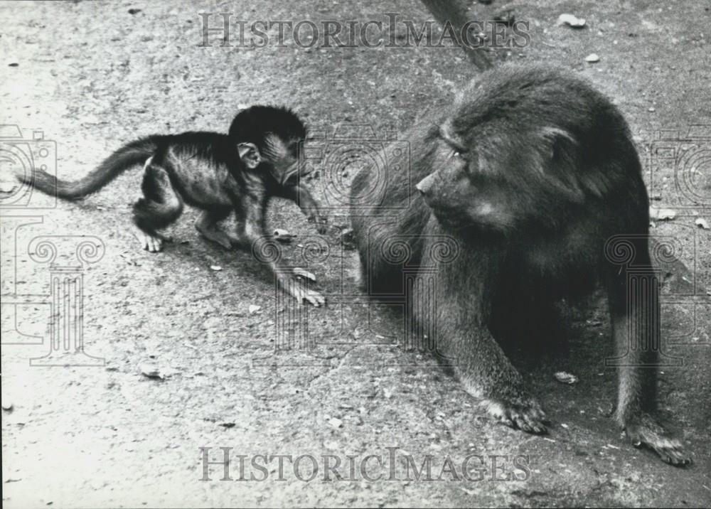 1961 Press Photo Baboon Baby at Hagenbeck Zoo - Historic Images