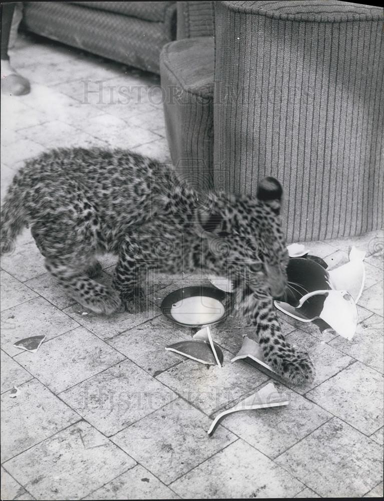 Press Photo Leopard Cub - Historic Images