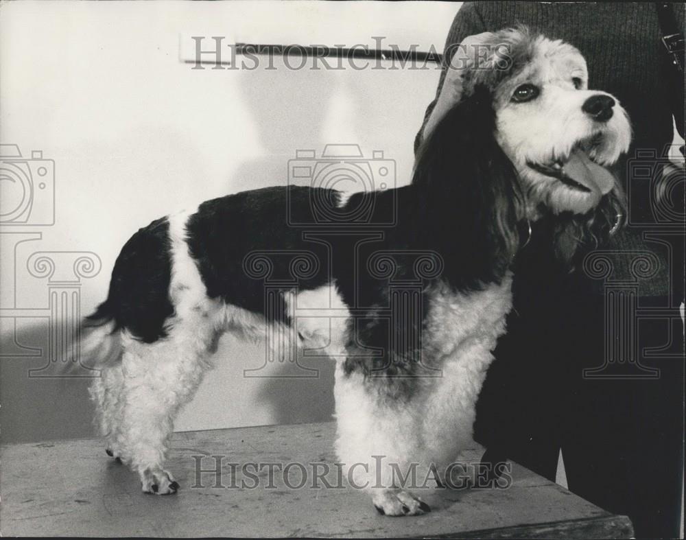 1972 Press Photo Owners of talking birds and performing dogs converged on London - Historic Images