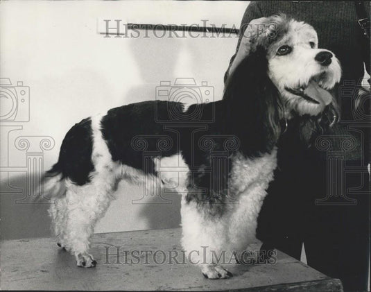 1972 Press Photo Owners of talking birds and performing dogs converged on London - Historic Images