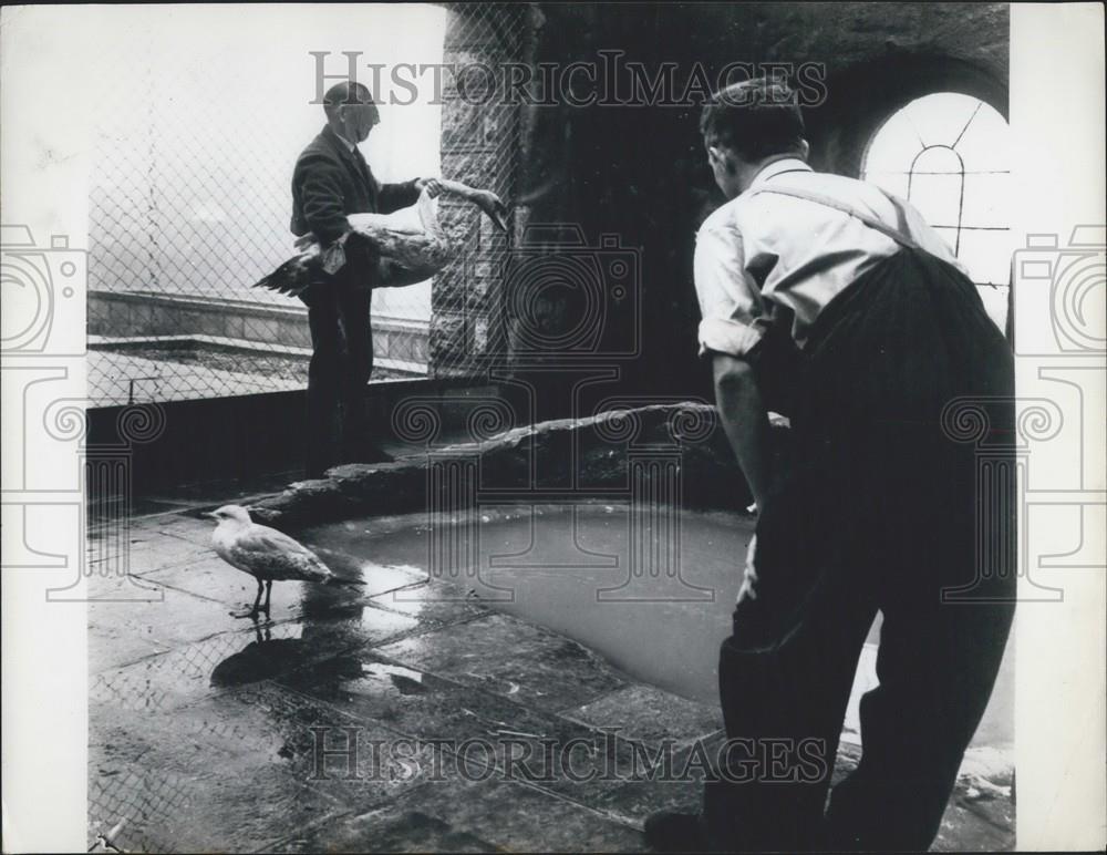 Press Photo A prisoner in charge of the bird sanctuary - Historic Images