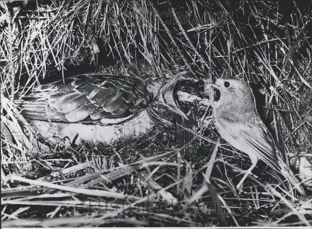 Press Photo Bird mother feeds her chick - Historic Images