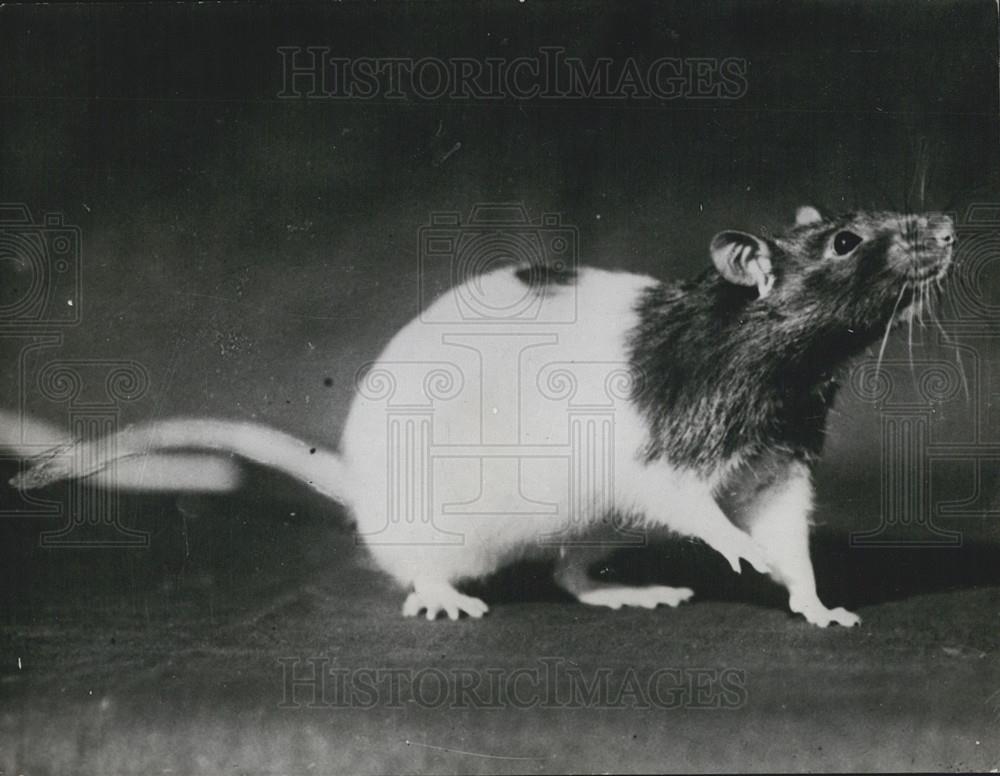 Press Photo Rat - Historic Images