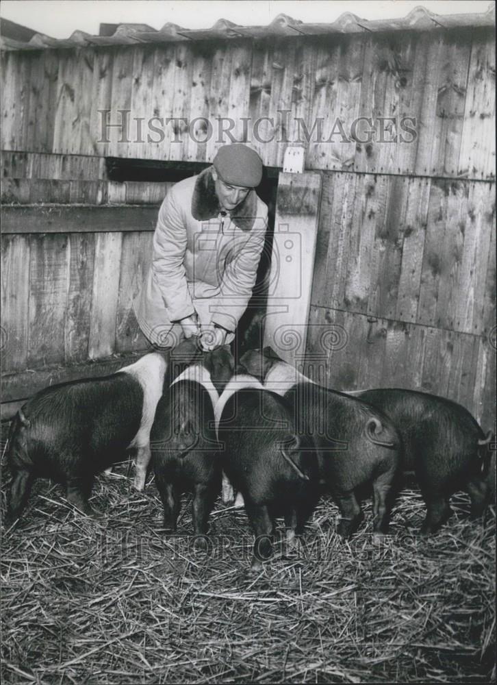 Press Photo Harry Carr With Some of His Prize Pedigree Pigs - Historic Images