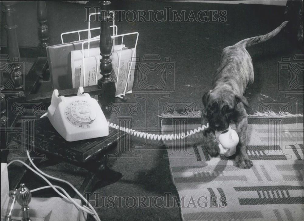 Press Photo Dog With Telephone In Mouth - Historic Images