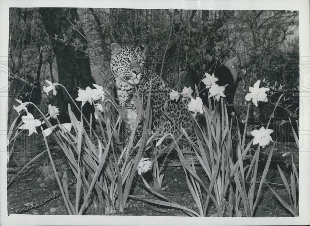 1961 Press Photo Fully Grown Leopard Big Chief Horrible Nose Embankment Gardens - Historic Images