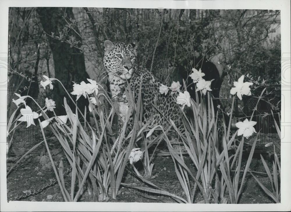 1961 Press Photo Fully Grown Leopard Big Chief Horrible Nose Embankment Gardens - Historic Images