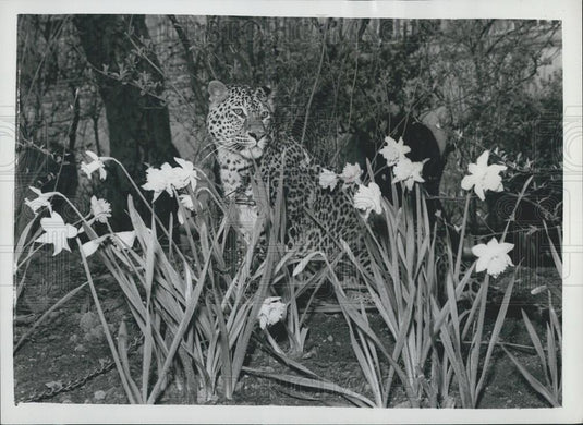1961 Press Photo Fully Grown Leopard Big Chief Horrible Nose Embankment Gardens - Historic Images