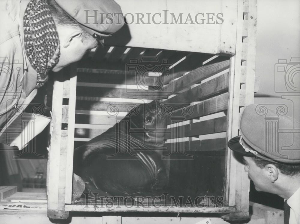 1965 Press Photo Sea Elephant For Vincennes Zoo - Historic Images