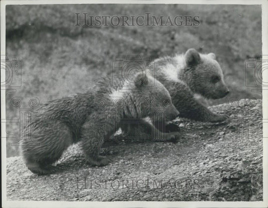 1959 Press Photo Rashid and Pasha the London Zoo's twin bear cubs - Historic Images