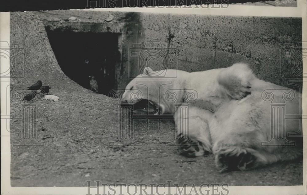 Press Photo Trio of Bird Hang Out With Polar Bear &quot;Mischa&quot; at London Zoo - Historic Images