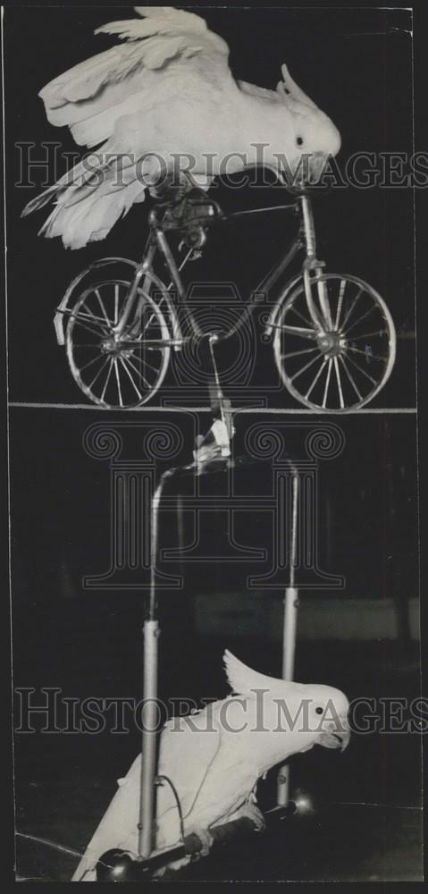 1953 Press Photo Birds Perform Cycling And Flying Trapeze Act - Historic Images